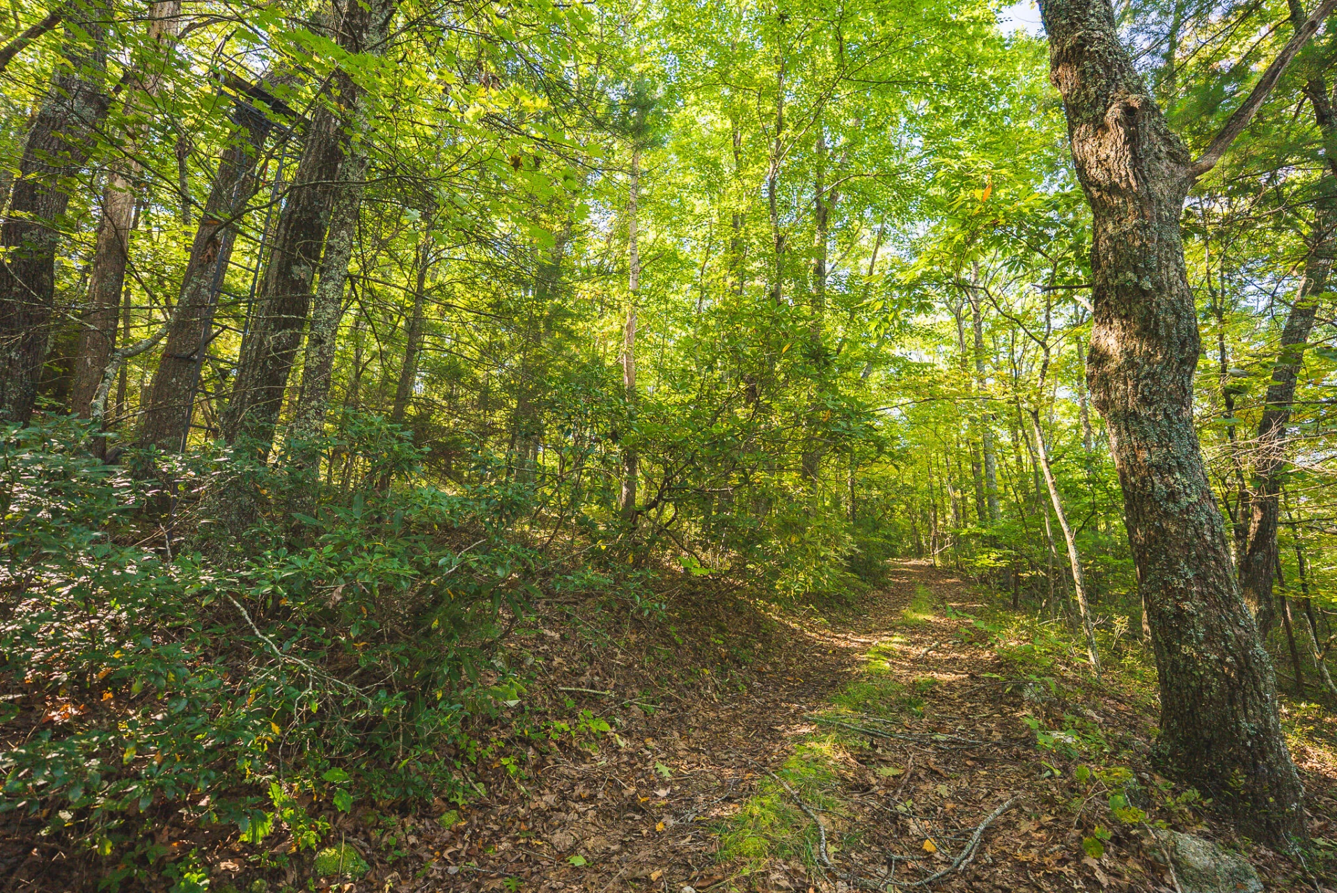 TBD Gator Mountain RD - Photo 43