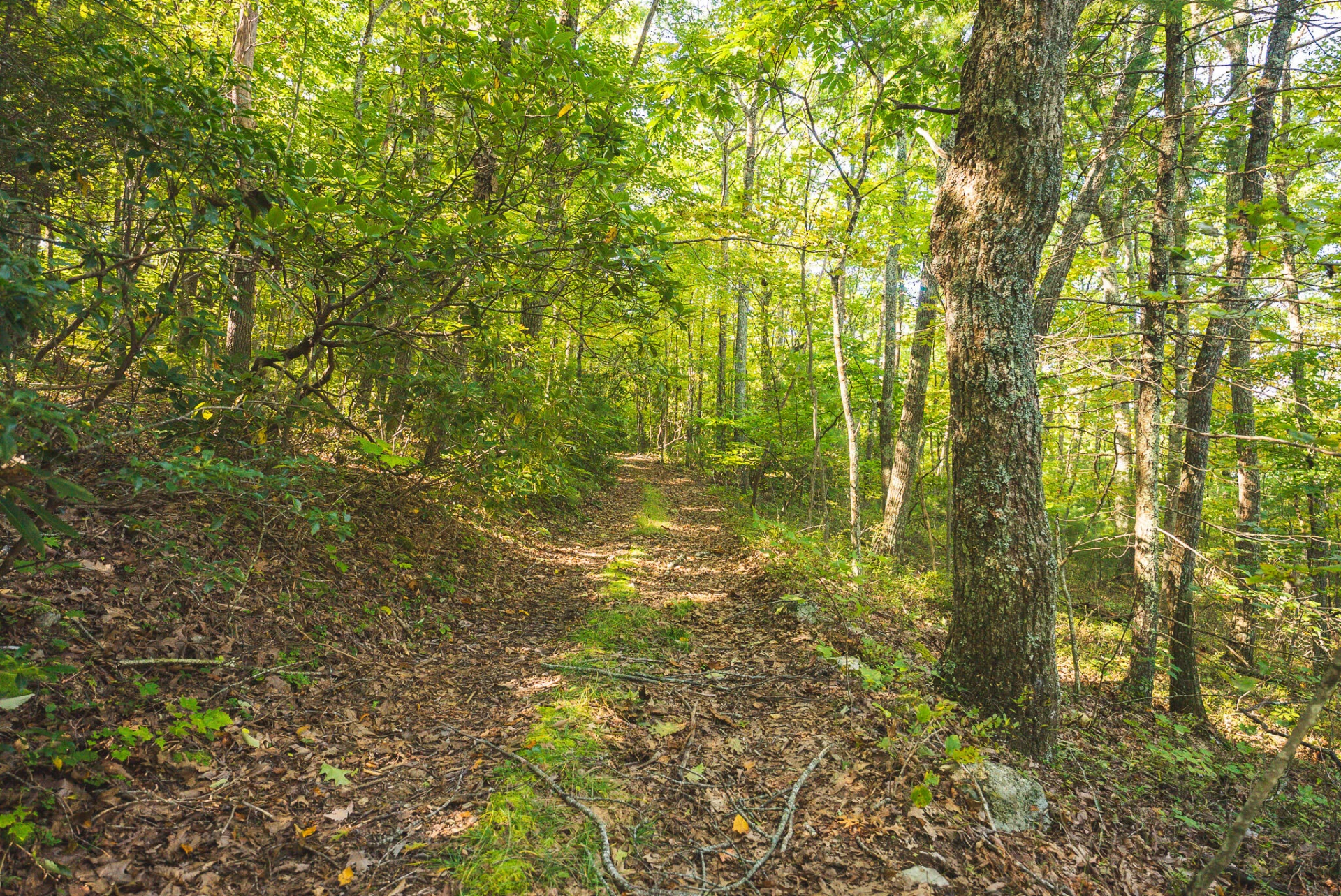 TBD Gator Mountain RD - Photo 44