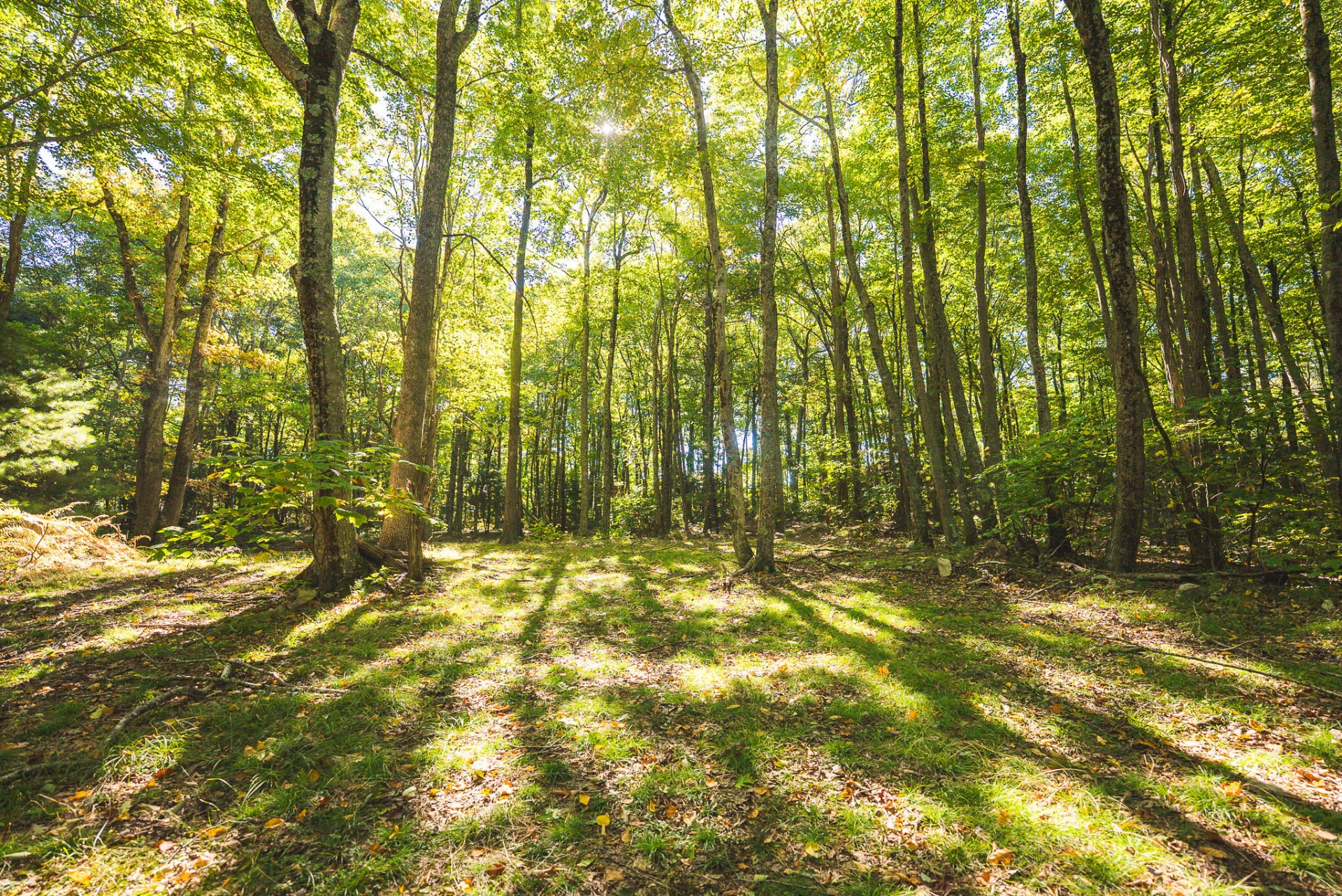 TBD Gator Mountain RD - Photo 45