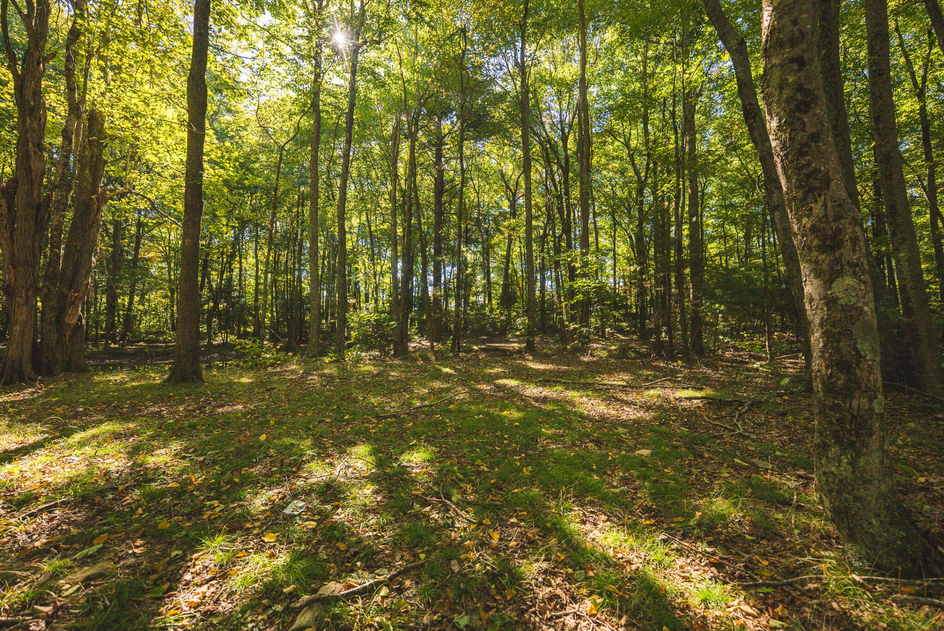 TBD Gator Mountain RD - Photo 46
