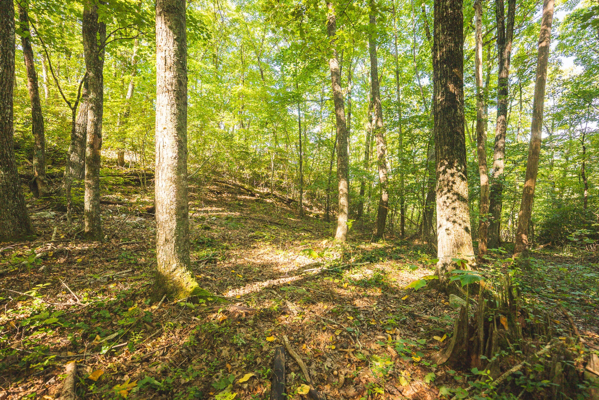 TBD Gator Mountain RD - Photo 48