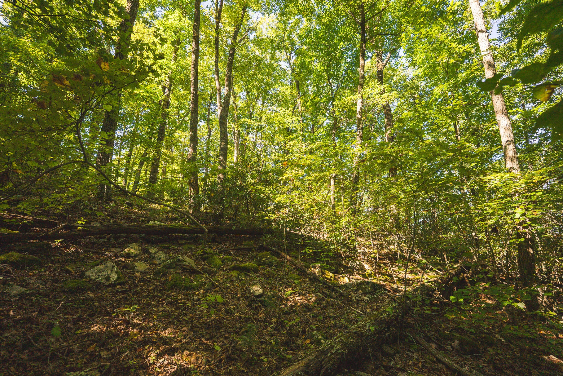 TBD Gator Mountain RD - Photo 49