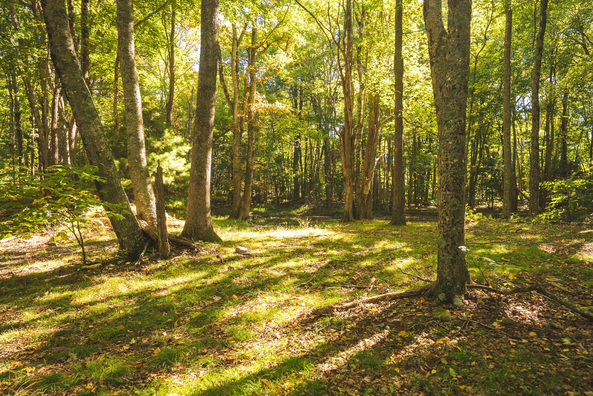 TBD Gator Mountain RD - Photo 50