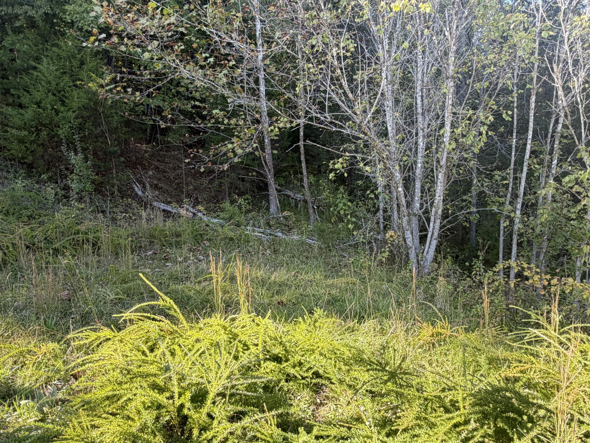 0 Yellow Mountain RD - Photo 4