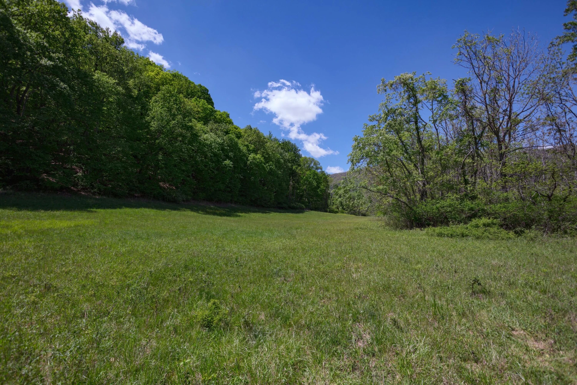 42.63 ac. Waterloo Dr - Photo 4