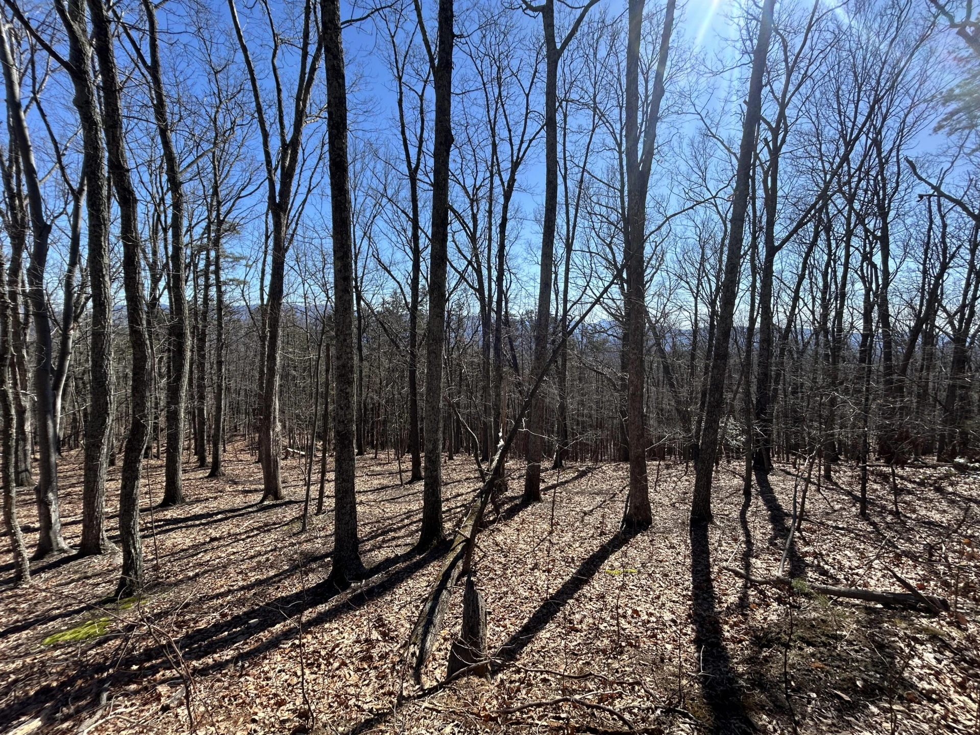000 Short Hill Dr - Photo 19