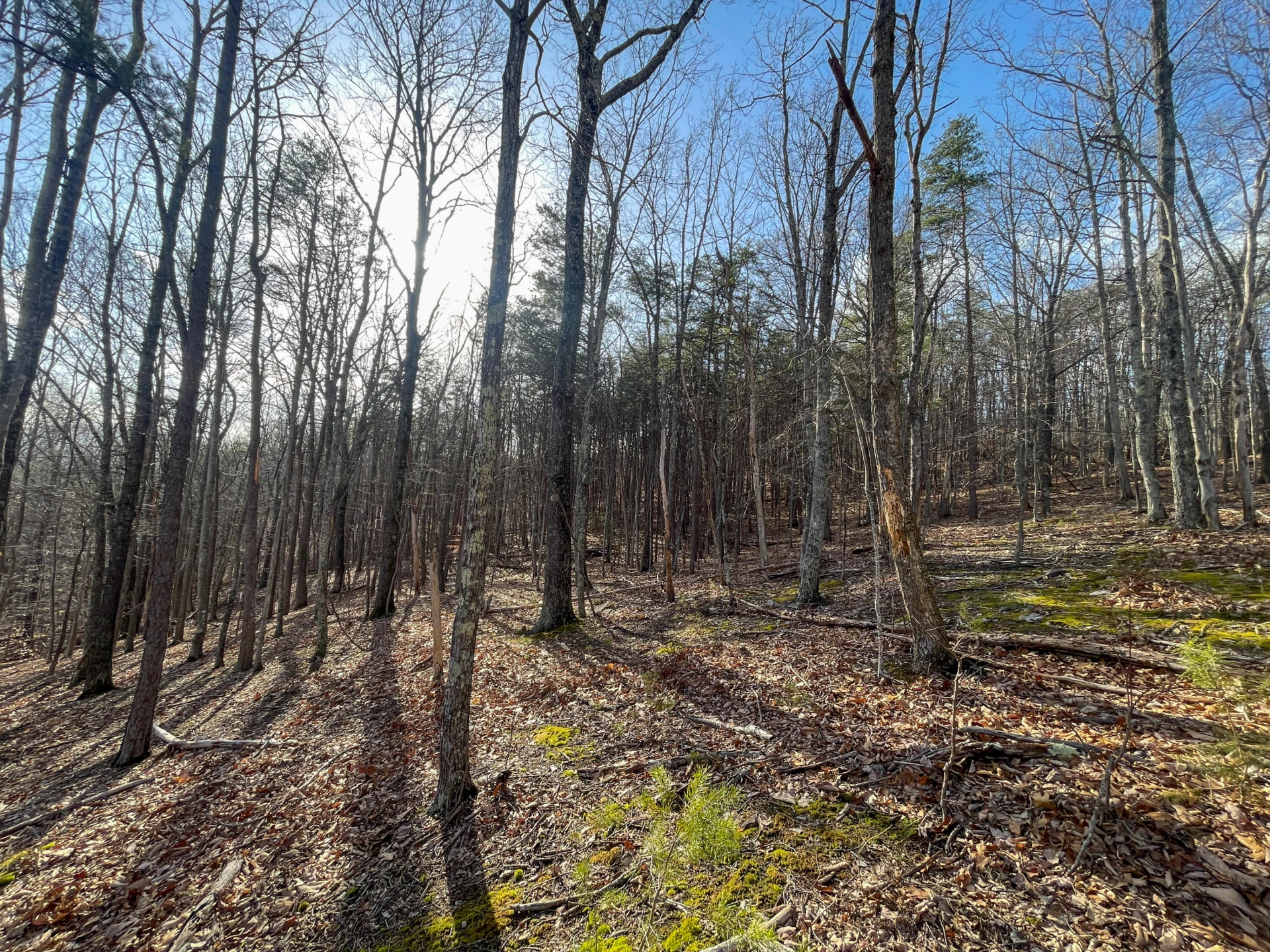 000 Short Hill Dr - Photo 7