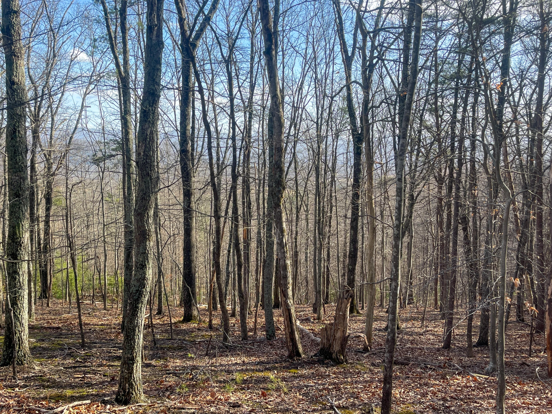 000 Short Hill Dr - Photo 10