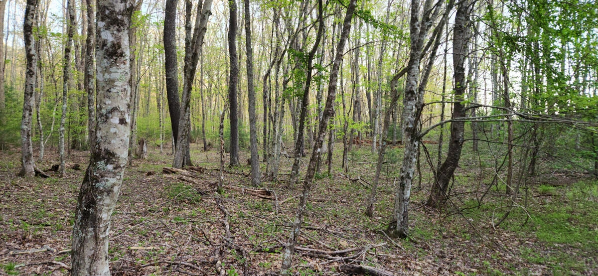1120 Sam Snead Highway - Photo 24