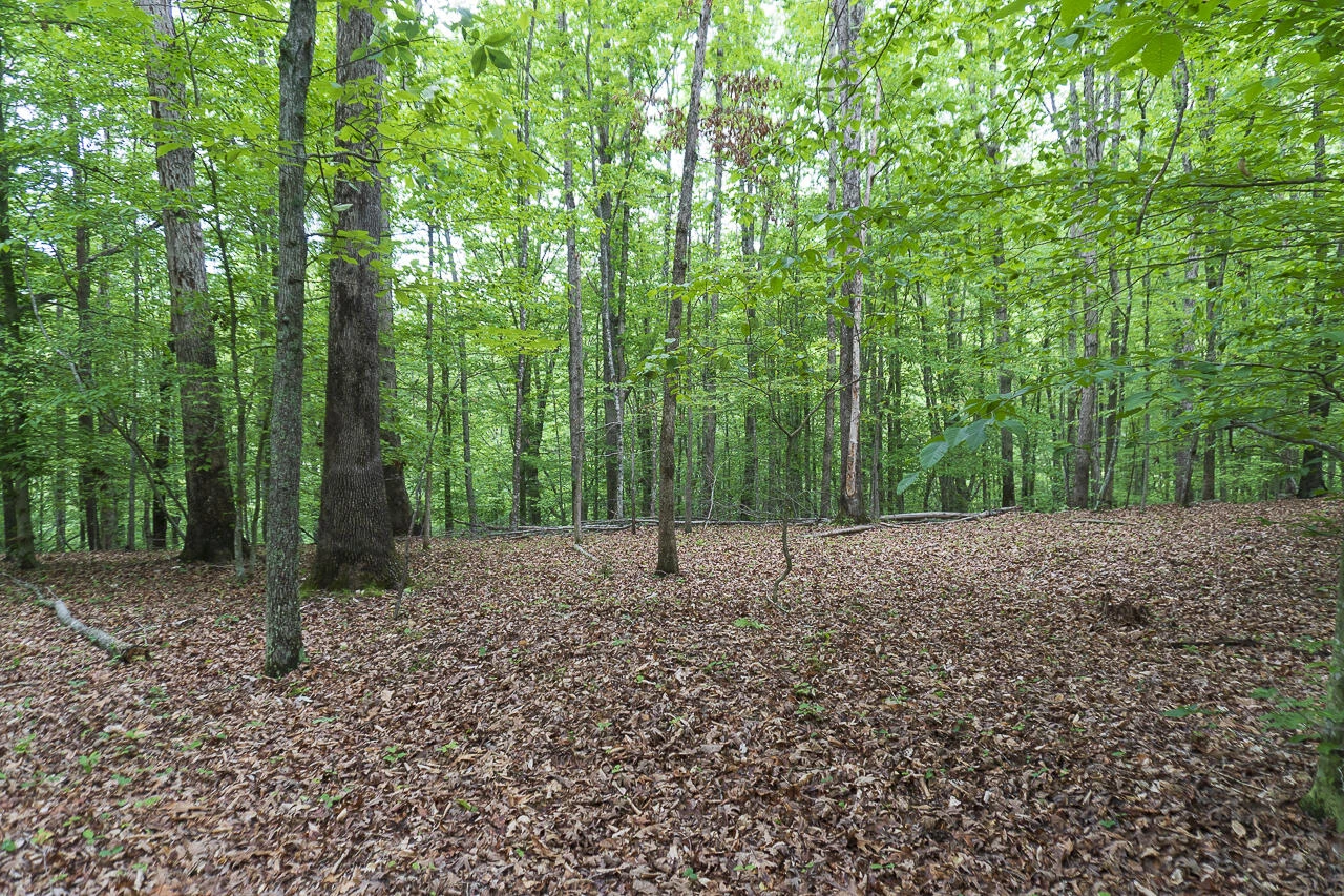6.03 Acres Woodland Ave - Photo 4