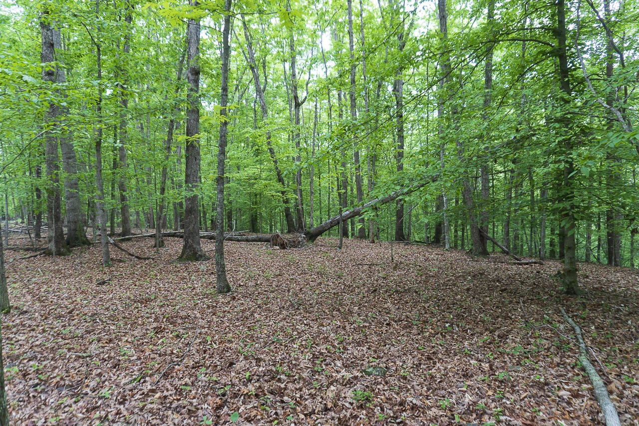 6.03 Acres Woodland Ave - Photo 5