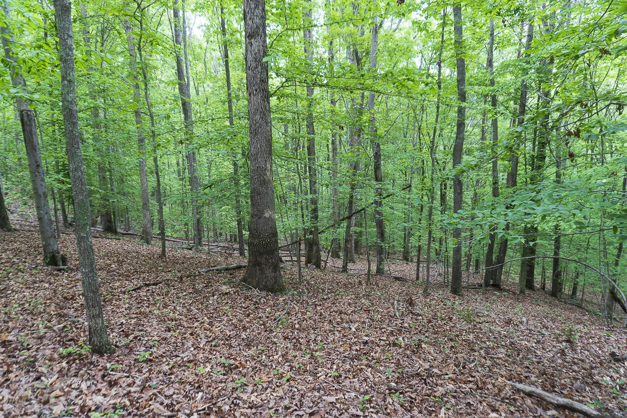 6.03 Acres Woodland Ave - Photo 6
