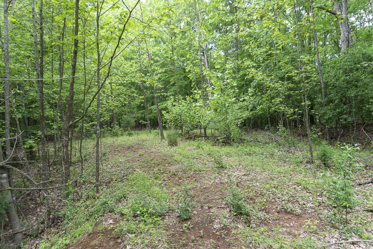 6.03 Acres Woodland Ave - Photo 7