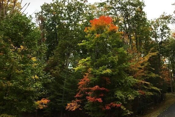 Lot # 20 Sheep Meadow Rd - Photo 2