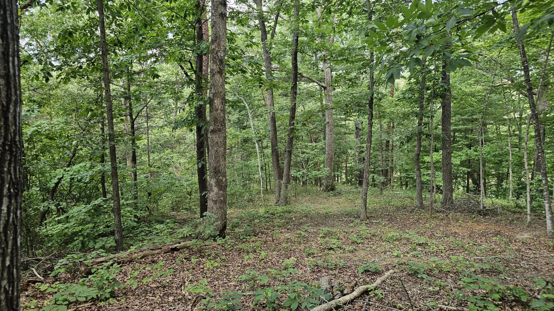 5.3 acres Gravel Ln - Photo 2