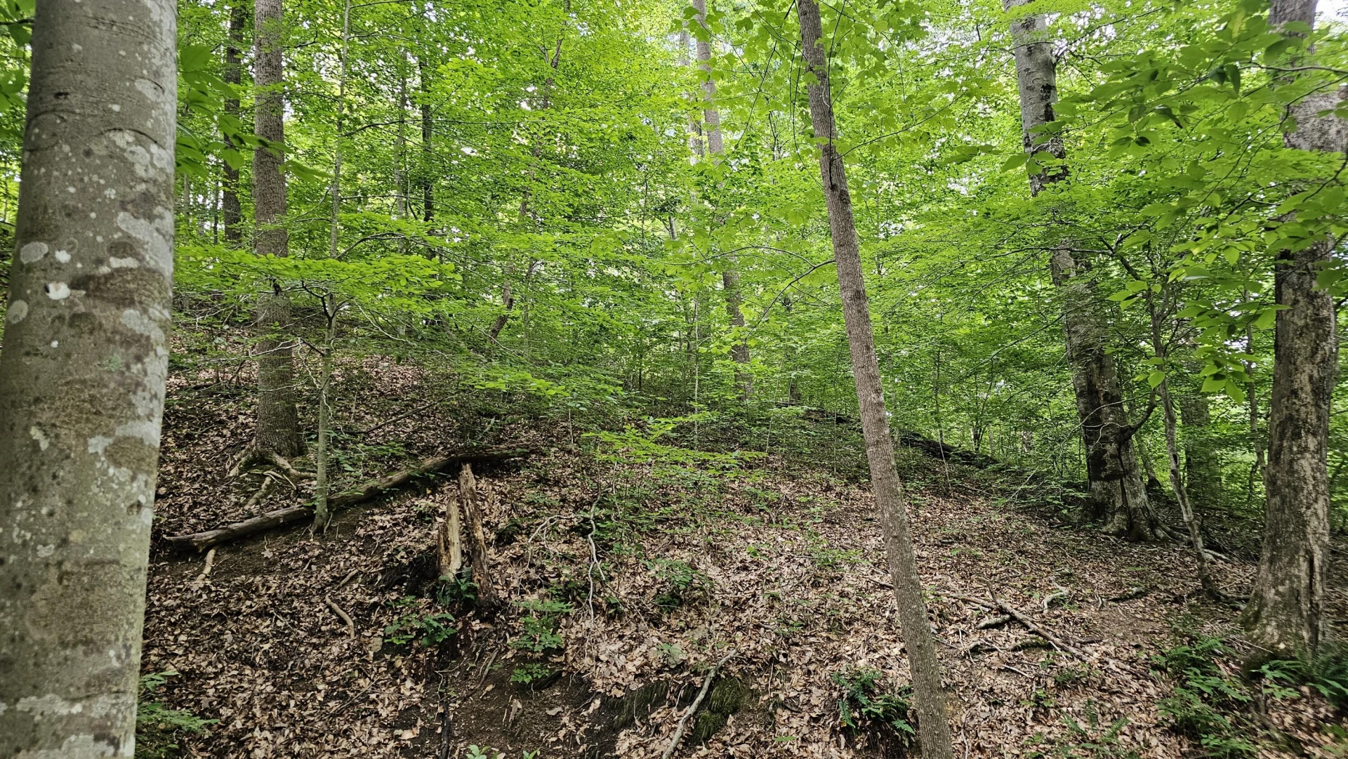 5.3 acres Gravel Ln - Photo 3