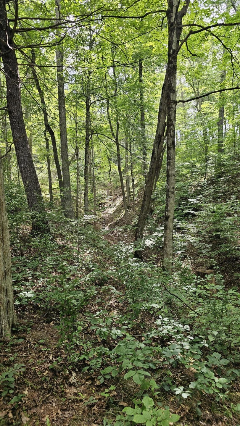 5.3 acres Gravel Ln - Photo 6