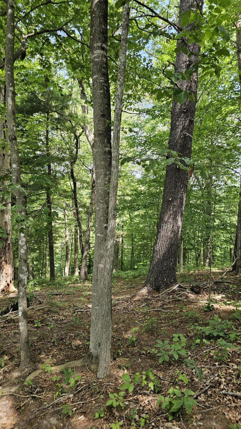 5.3 acres Gravel Ln - Photo 7