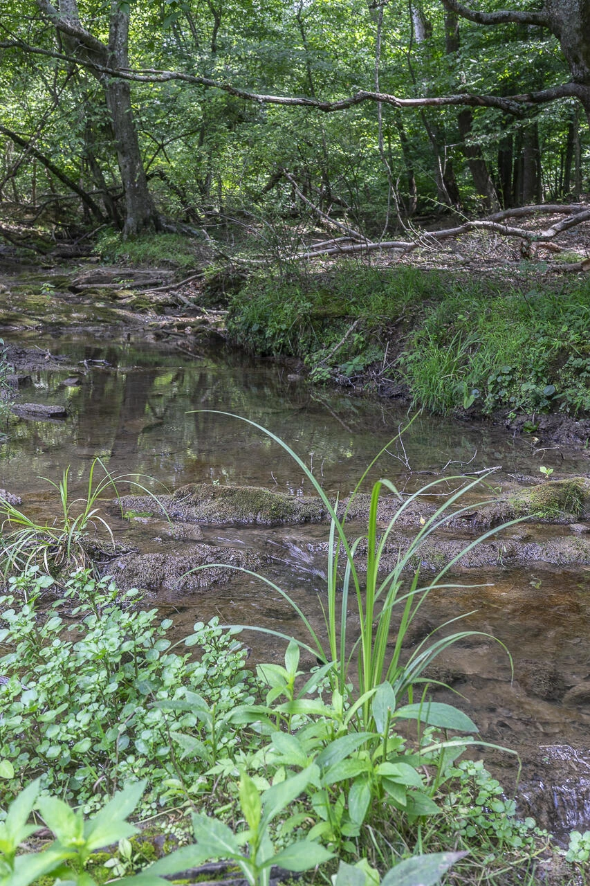 151 Acres Sunnybrook Rd - Photo 10