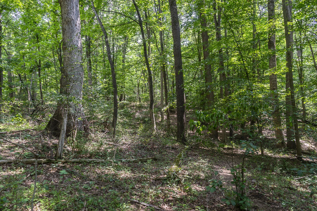 151 Acres Sunnybrook Rd - Photo 11