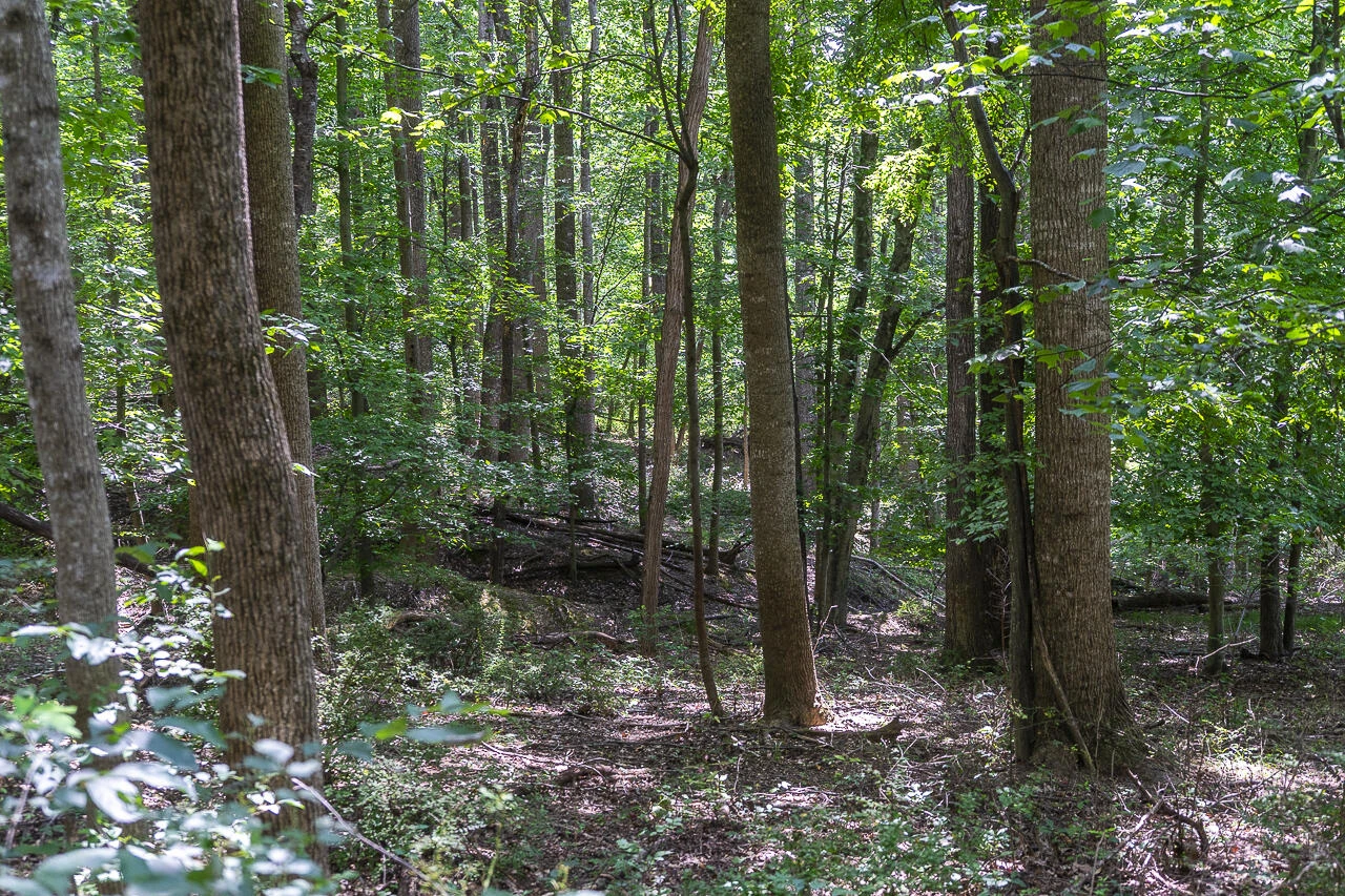 151 Acres Sunnybrook Rd - Photo 8