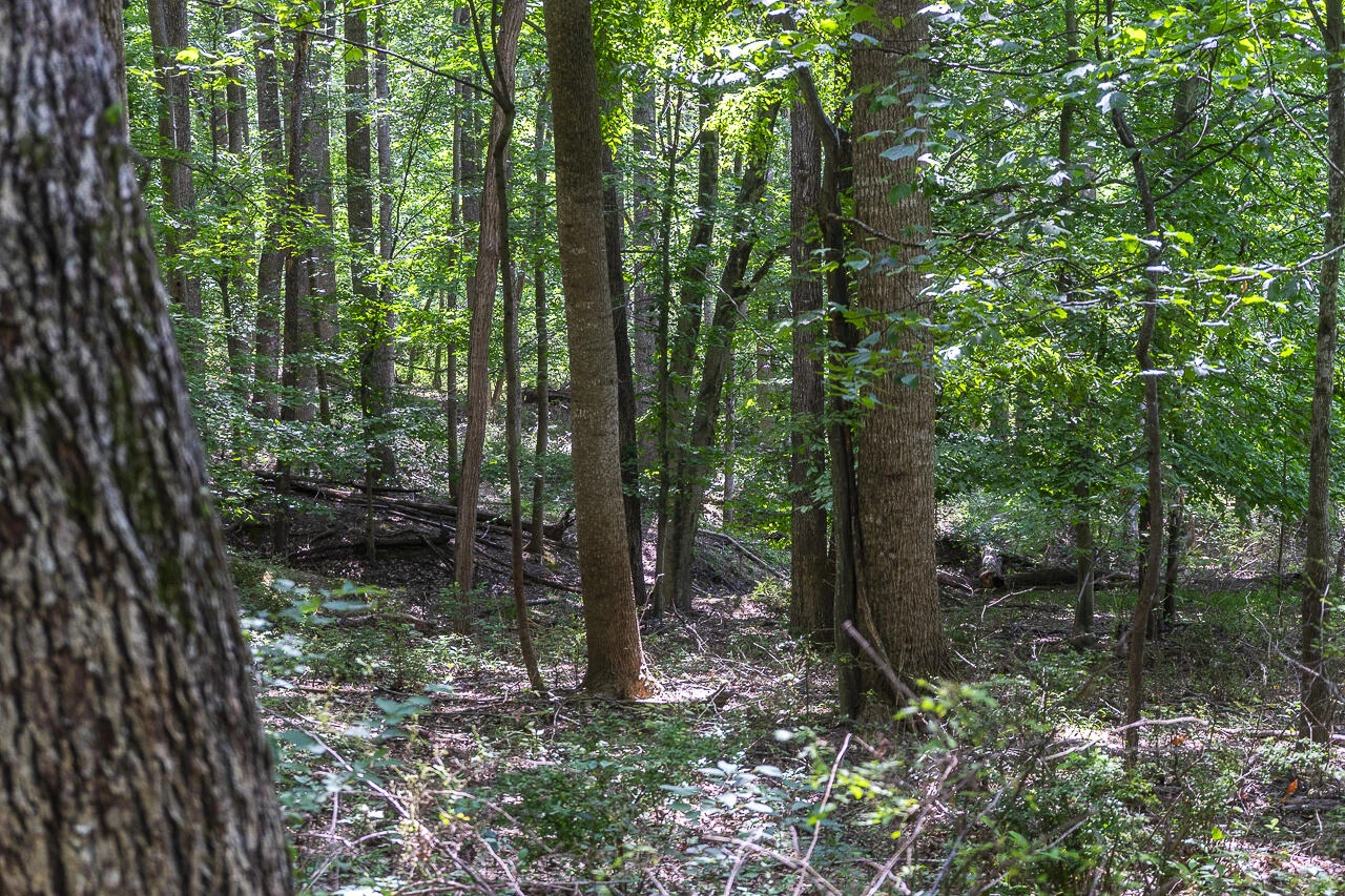 151 Acres Sunnybrook Rd - Photo 9