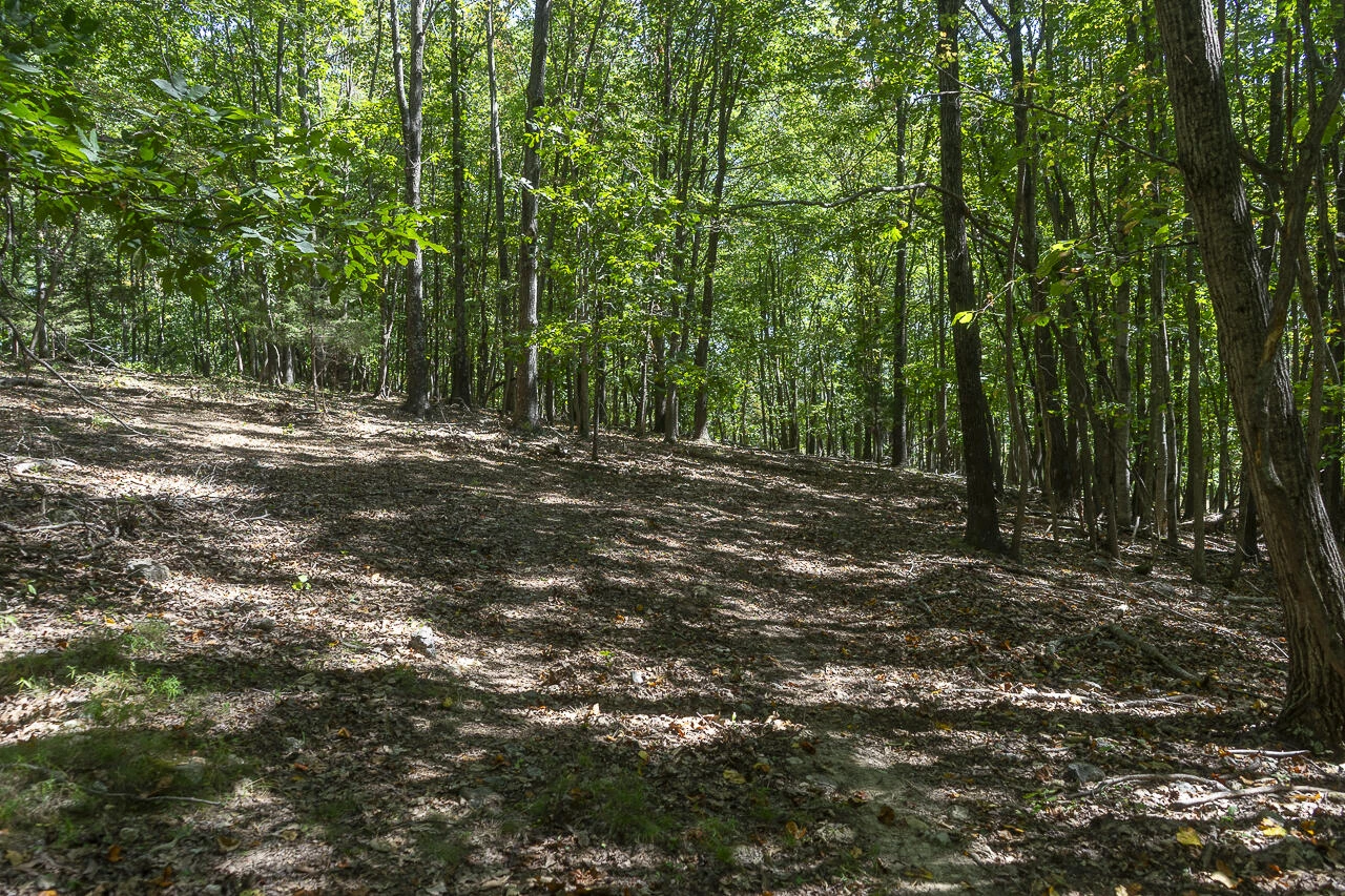 12 Acres Celebration Ln - Photo 6