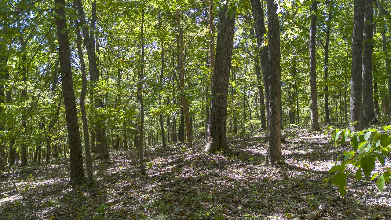 12 Acres Celebration Ln - Photo 7