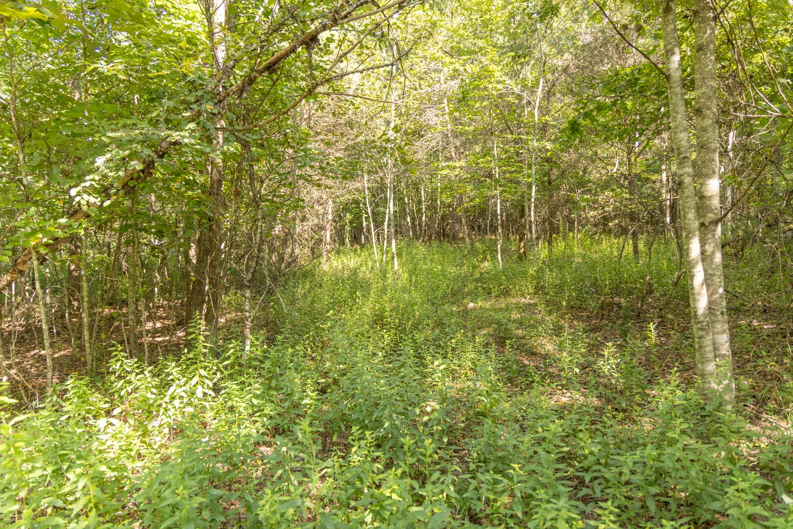 0 Dunbrack Rd - Photo 15