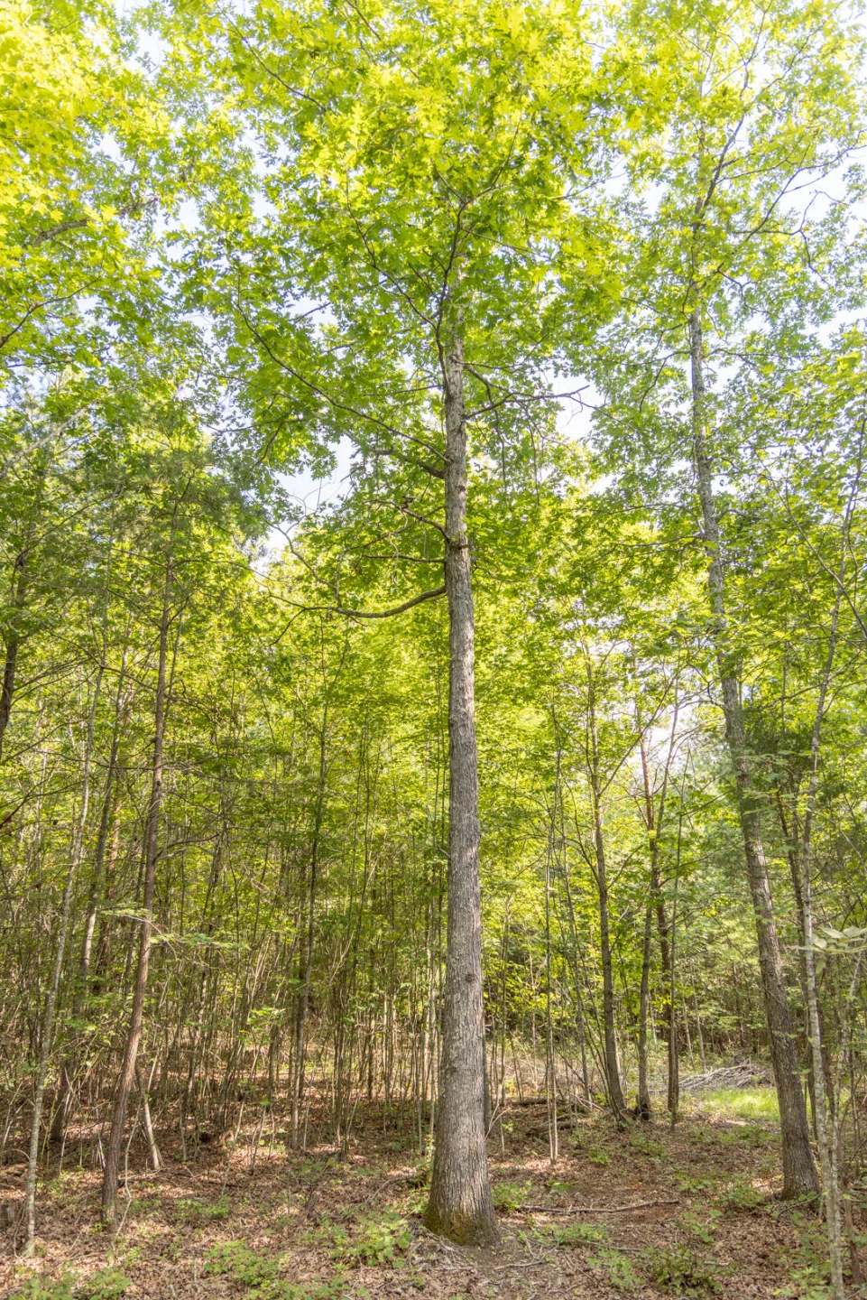 0 Dunbrack Rd - Photo 25
