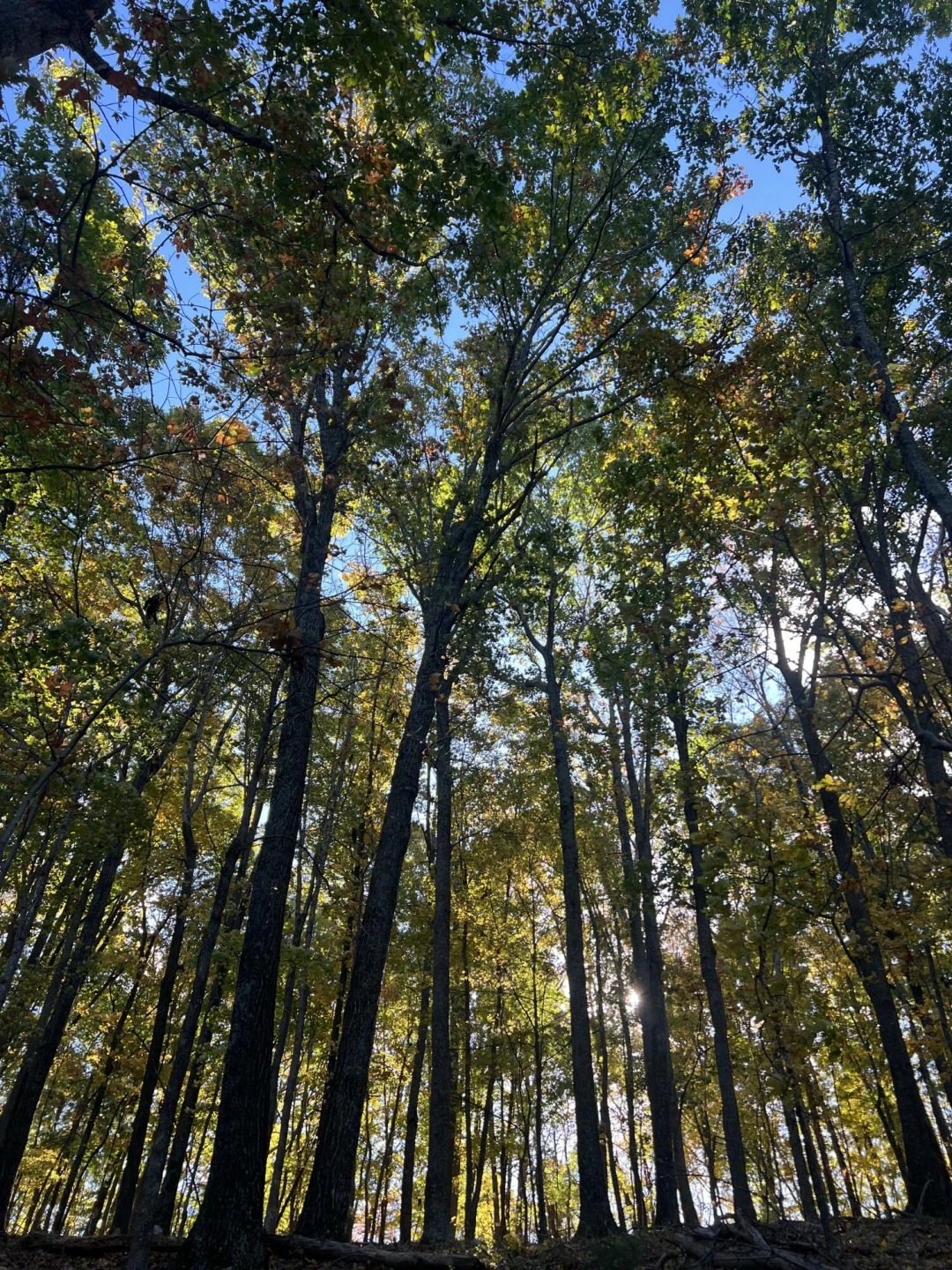 TBD Springbranch Rd - Photo 9