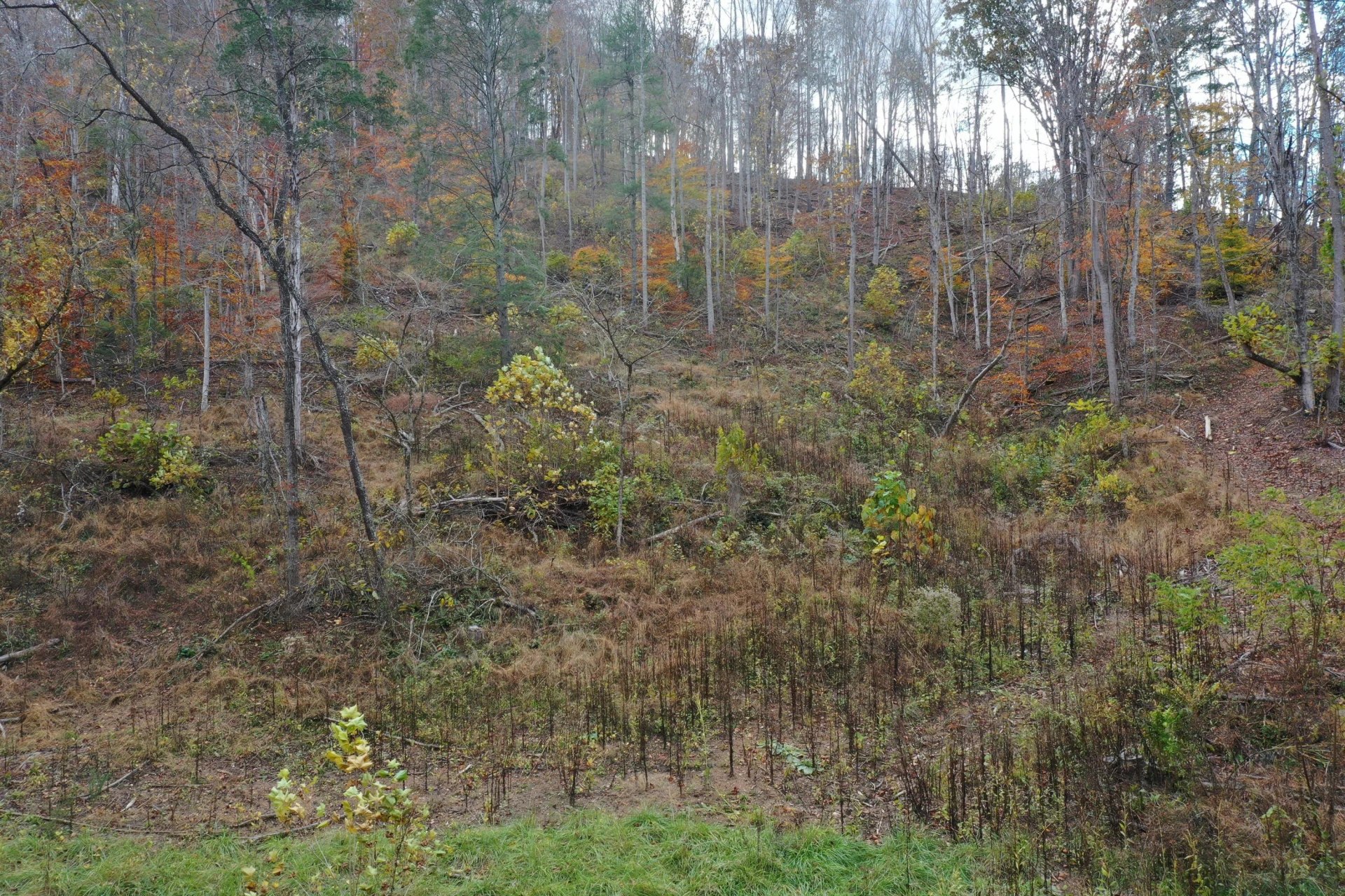 TBD Salt Petre Cave Rd - Photo 10