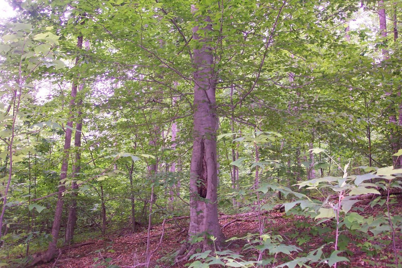 5.67 Acres Still Waters Ln - Photo 6