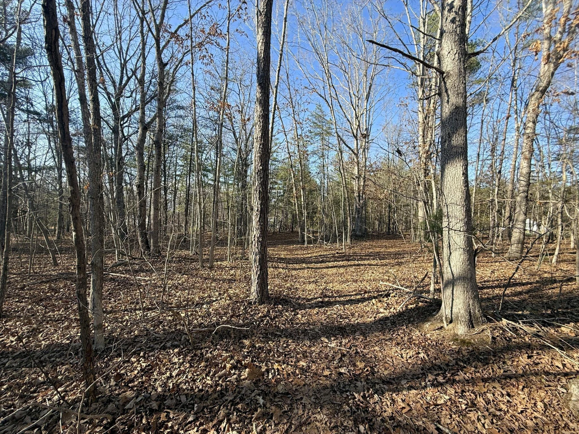 TBD Forest Chapel Ln
