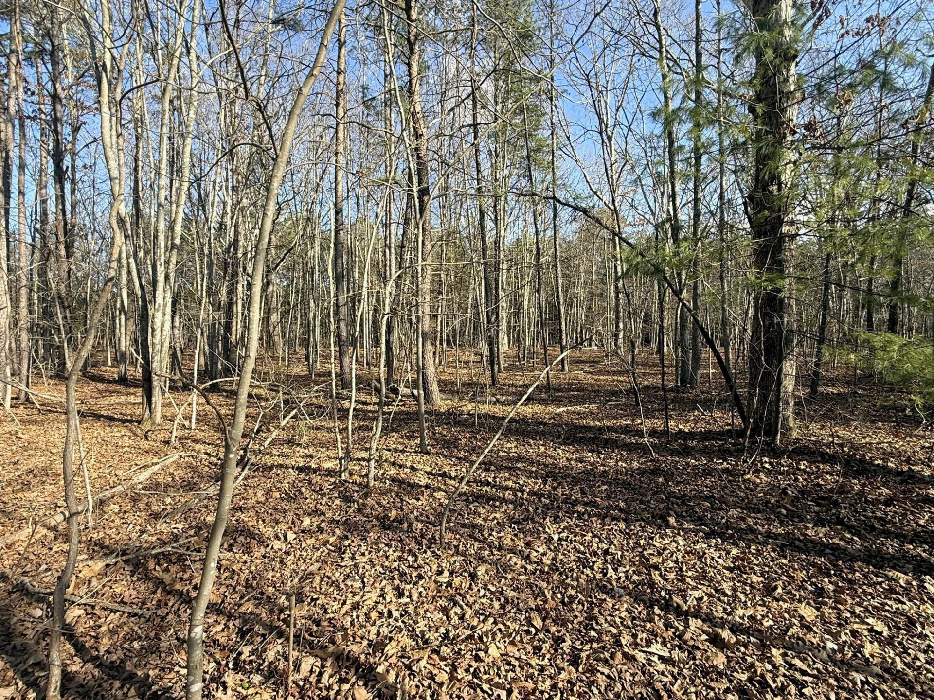 TBD Forest Chapel Ln - Photo 3