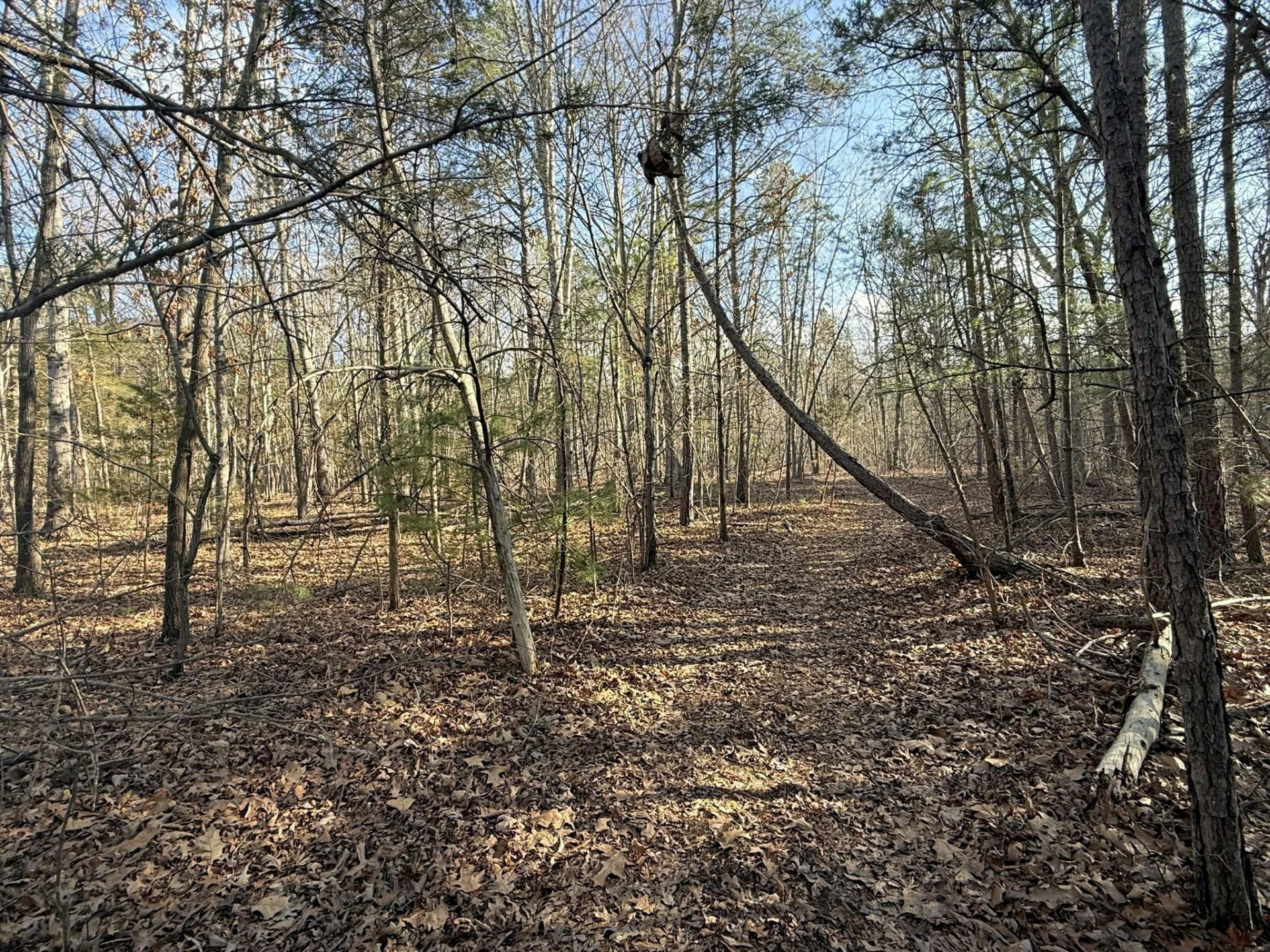 TBD Forest Chapel Ln - Photo 4