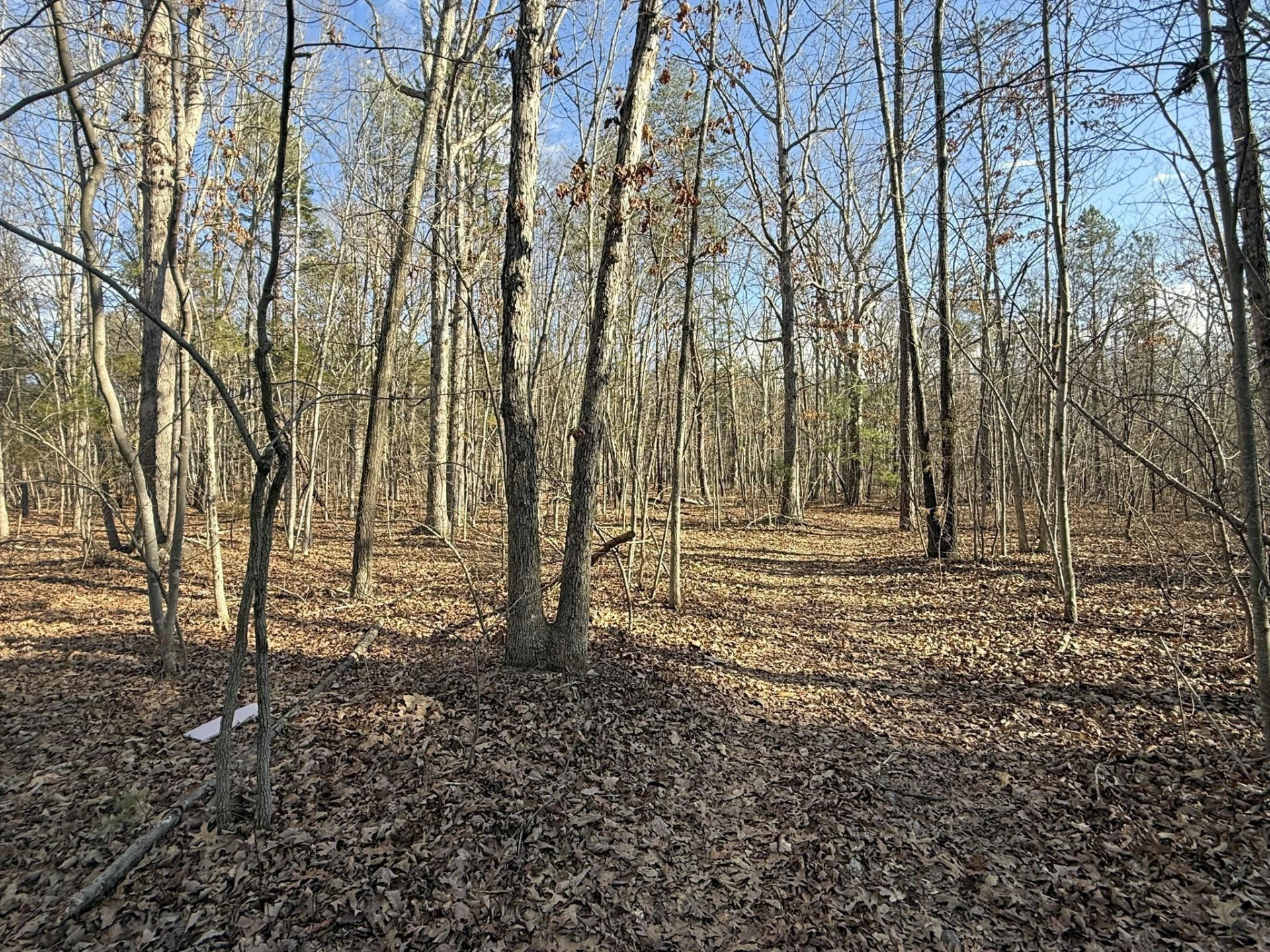 TBD Forest Chapel Ln - Photo 6