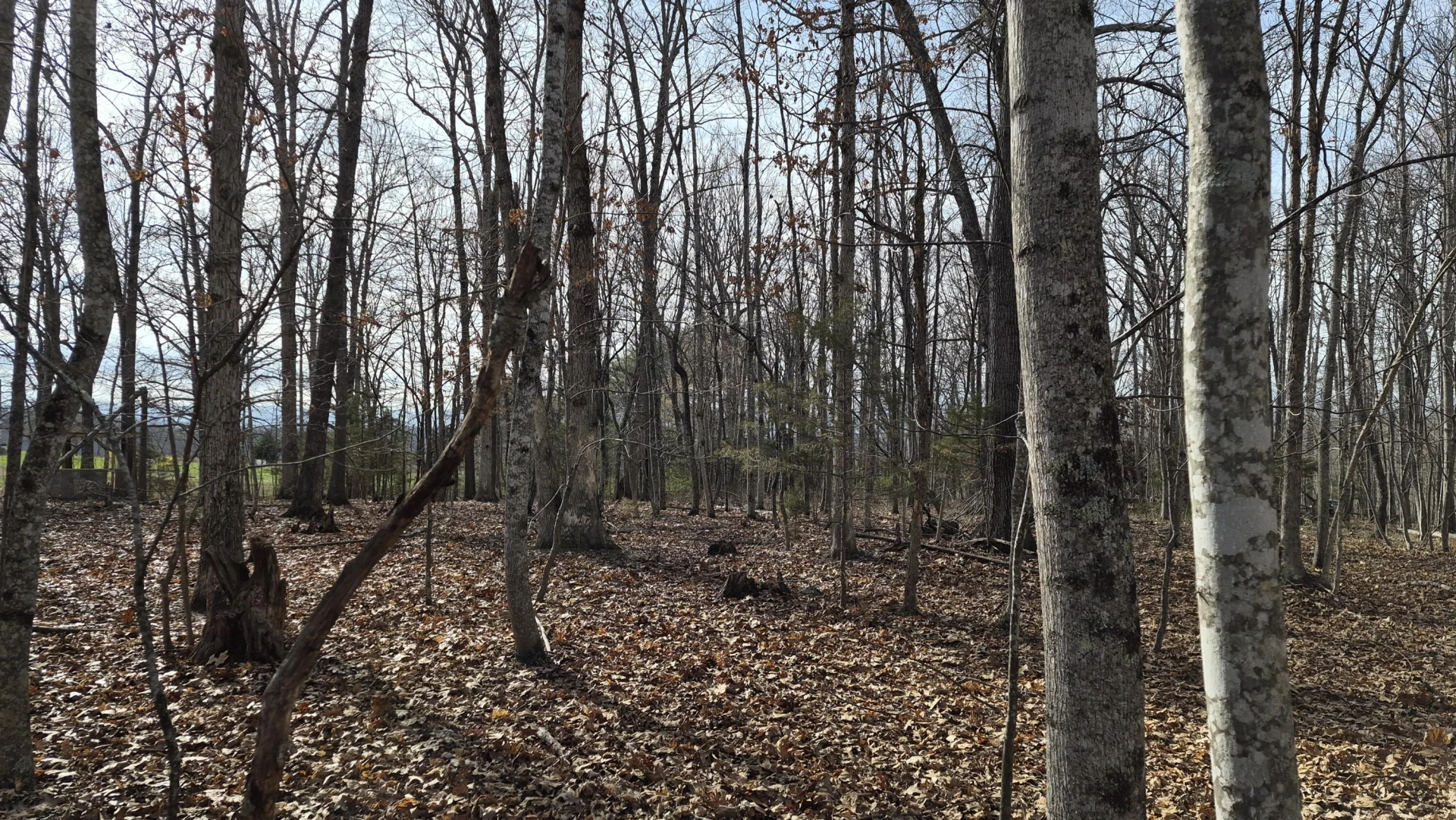 15.4 acres Stoney Run Rd - Photo 3