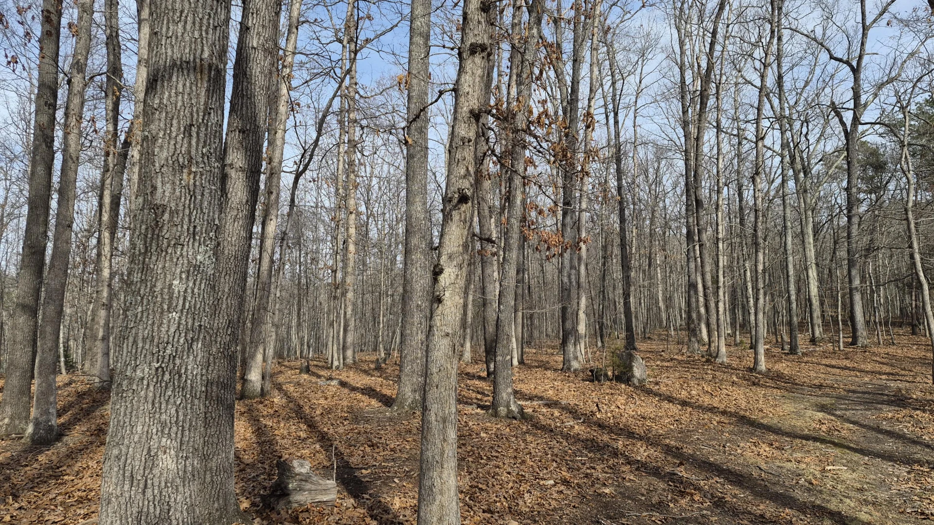 15.4 acres Stoney Run Rd - Photo 4
