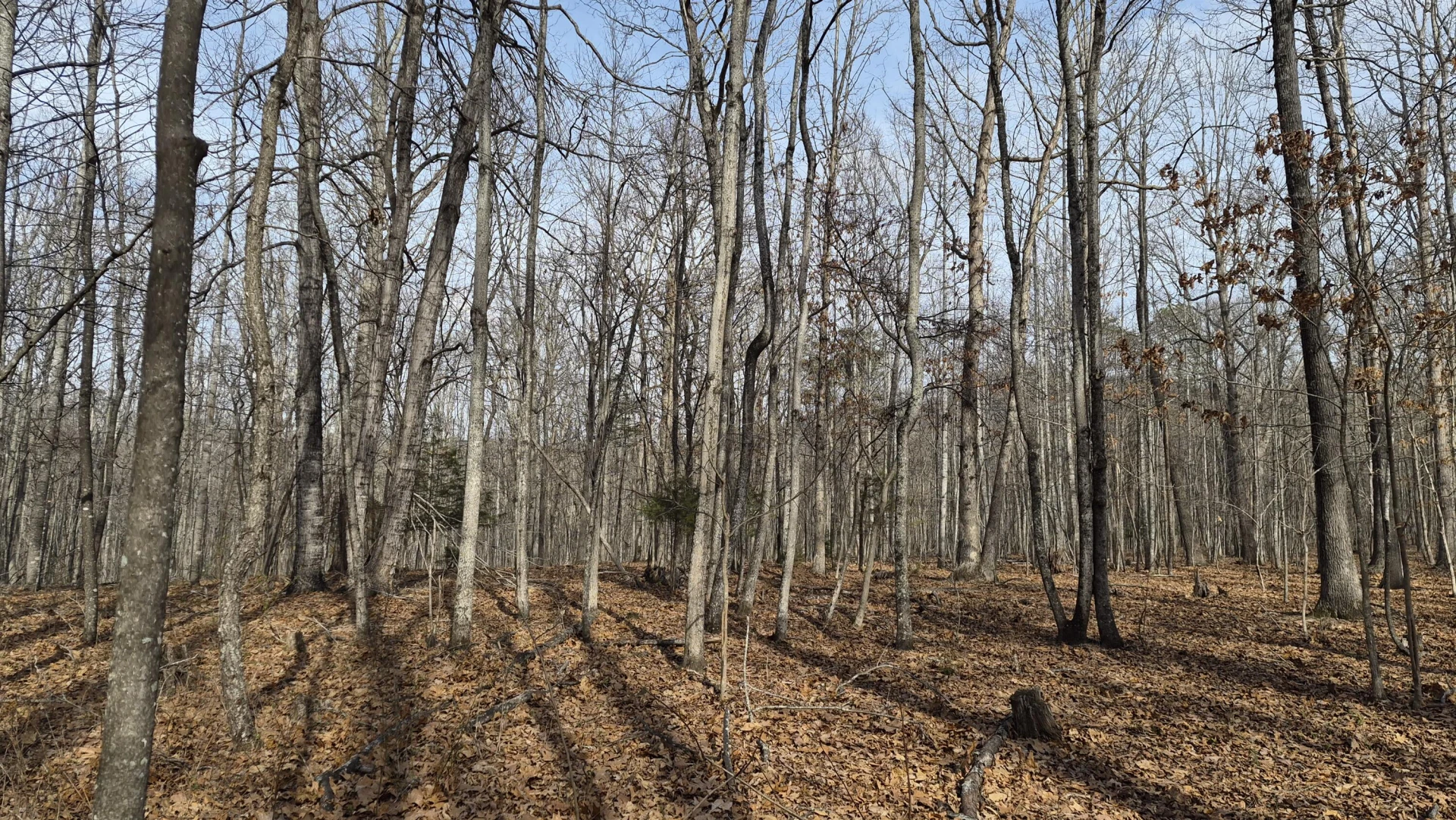 15.4 acres Stoney Run Rd - Photo 6