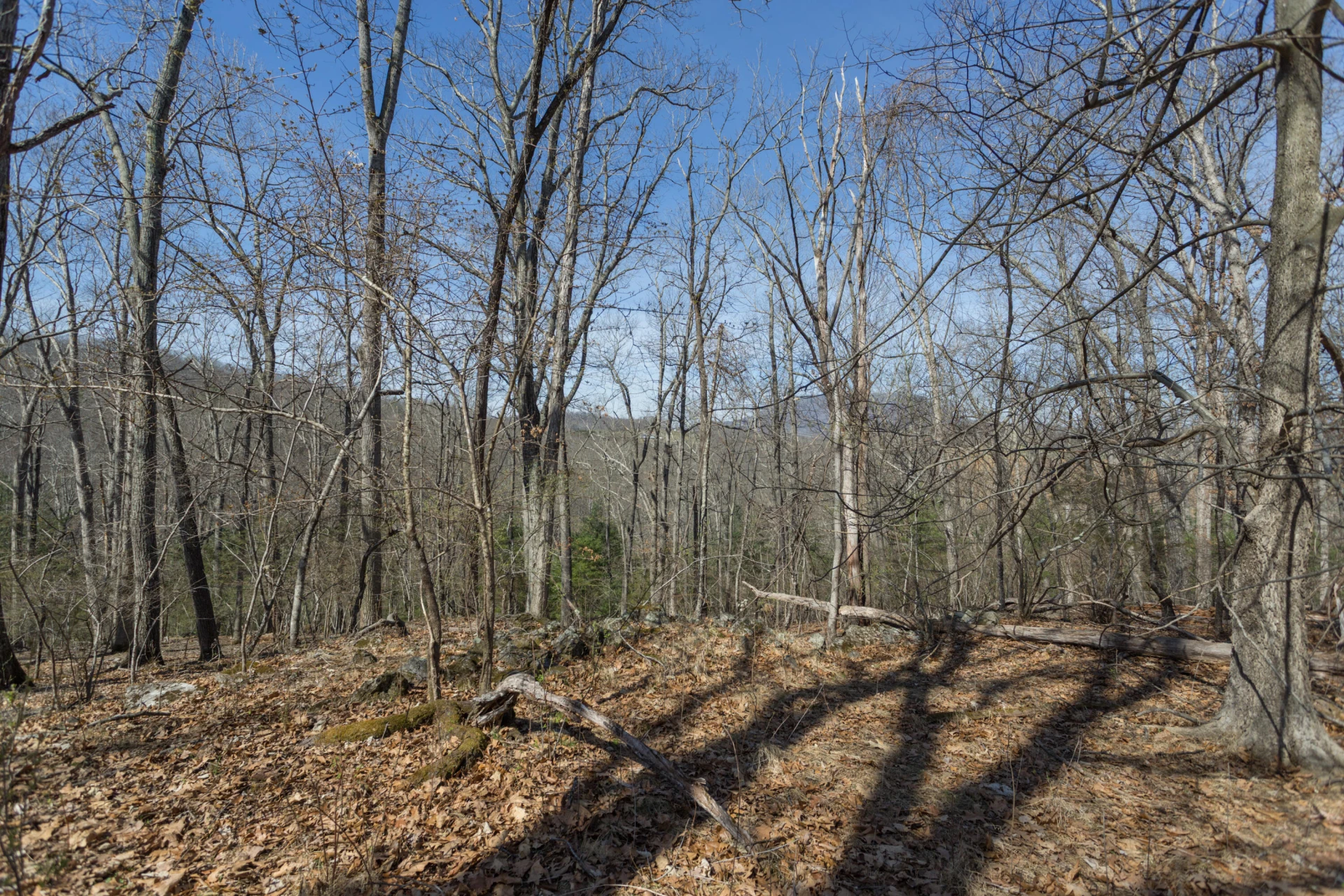 Lot 2 Forest Hill View