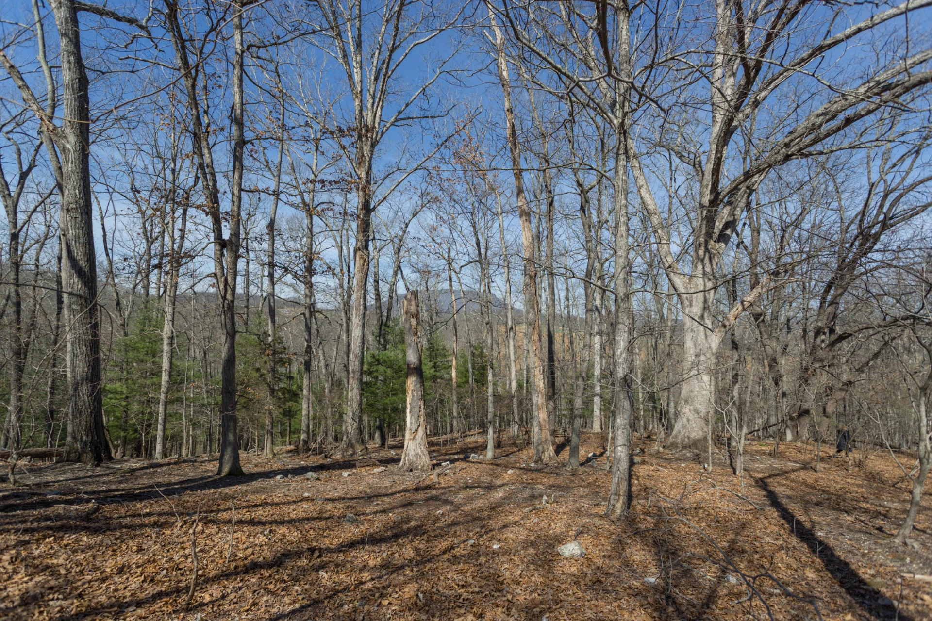 Lot 2 Forest Hill View - Photo 2