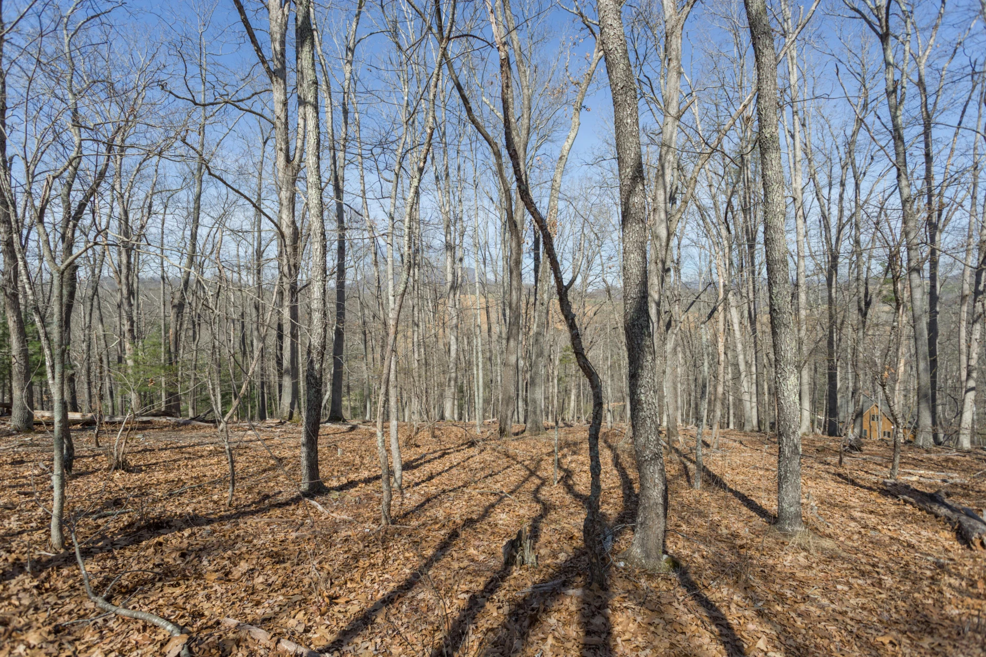 Lot 3 Forest Hill View