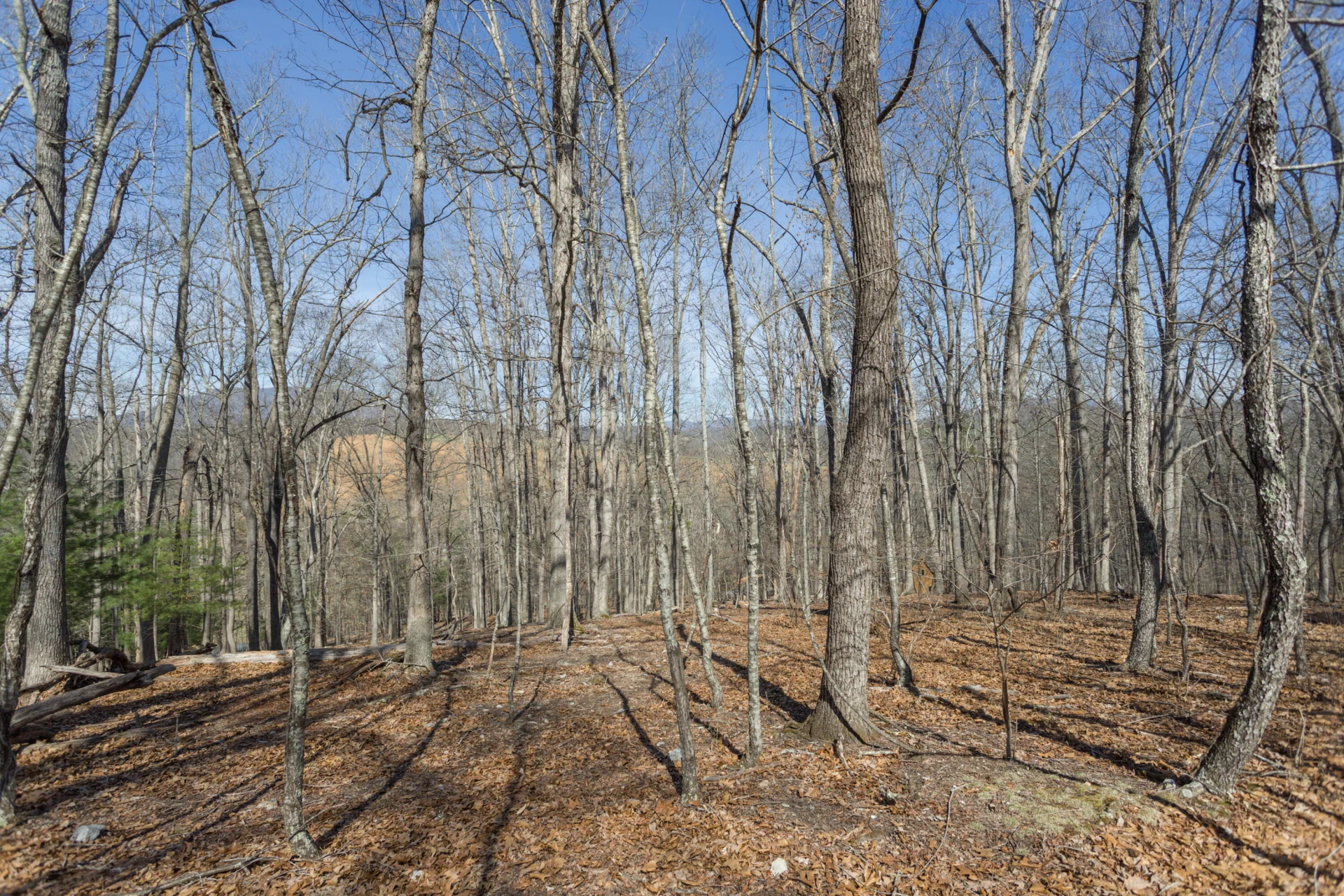 Lot 3 Forest Hill View - Photo 2