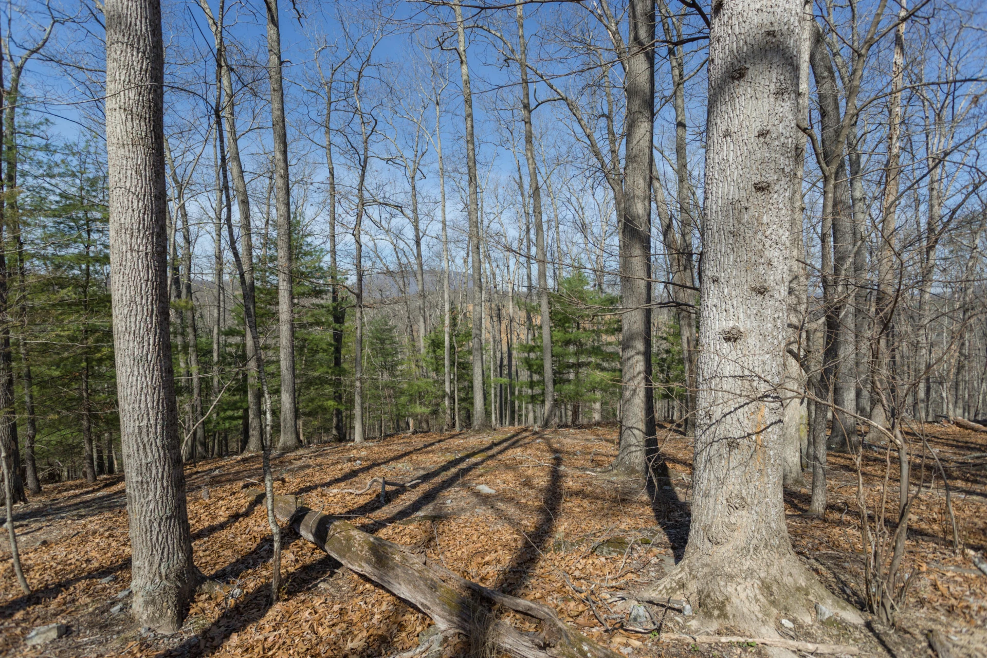 Lot 3 Forest Hill View - Photo 3