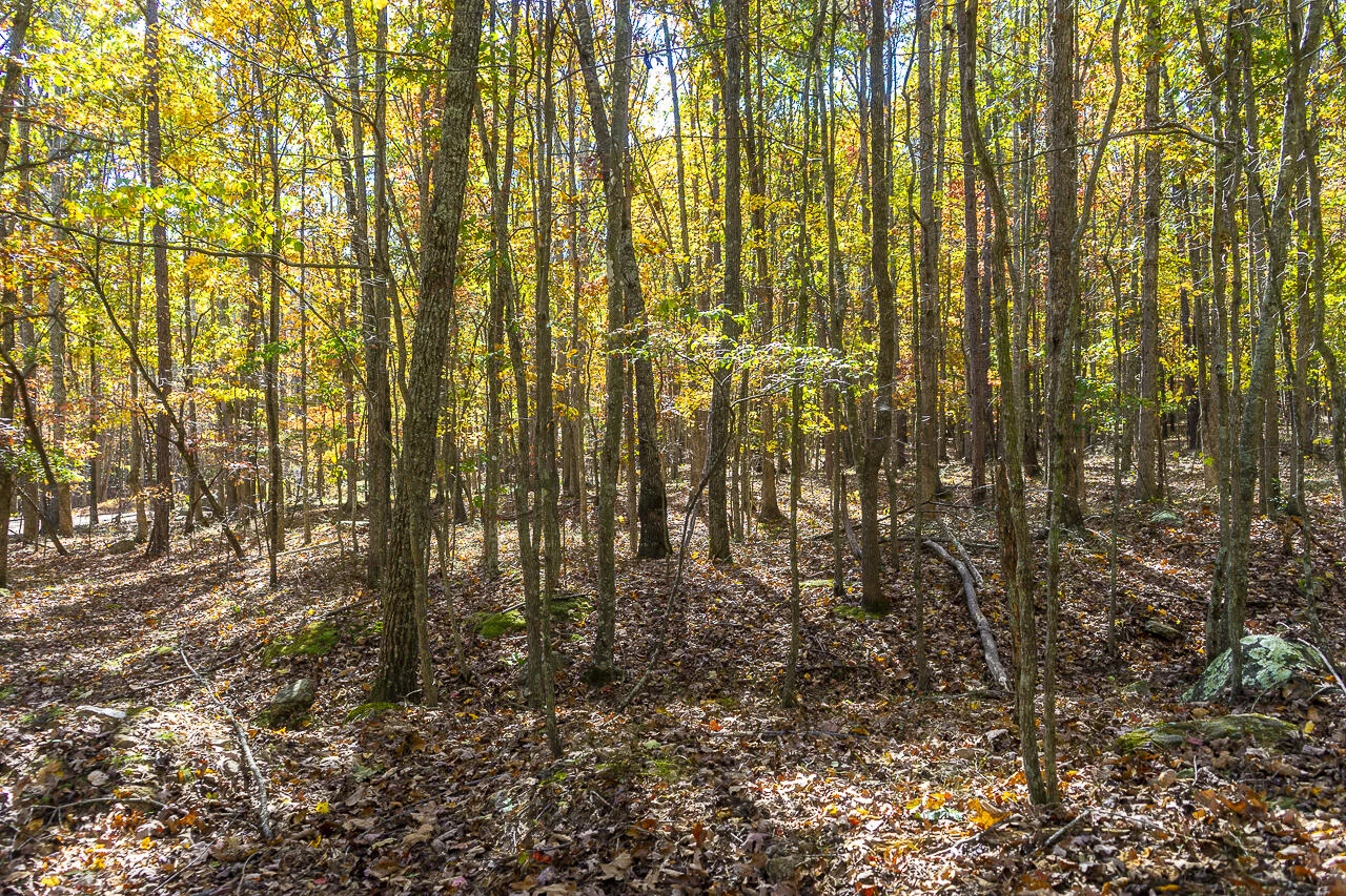0 Callie Mines Rd - Photo 10