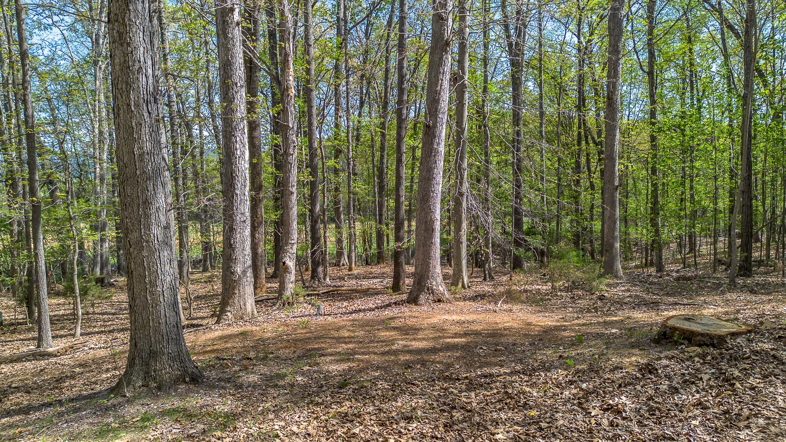 1145 TIMBER RIDGE Rd - Photo 40