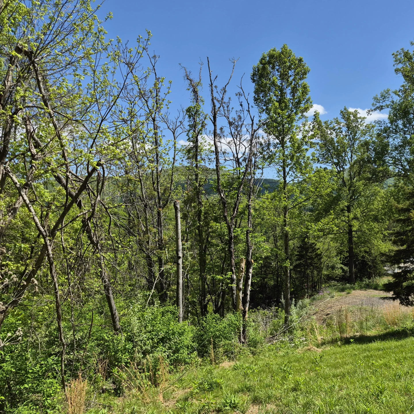 2 acres Coffey Hill Dr - Photo 10
