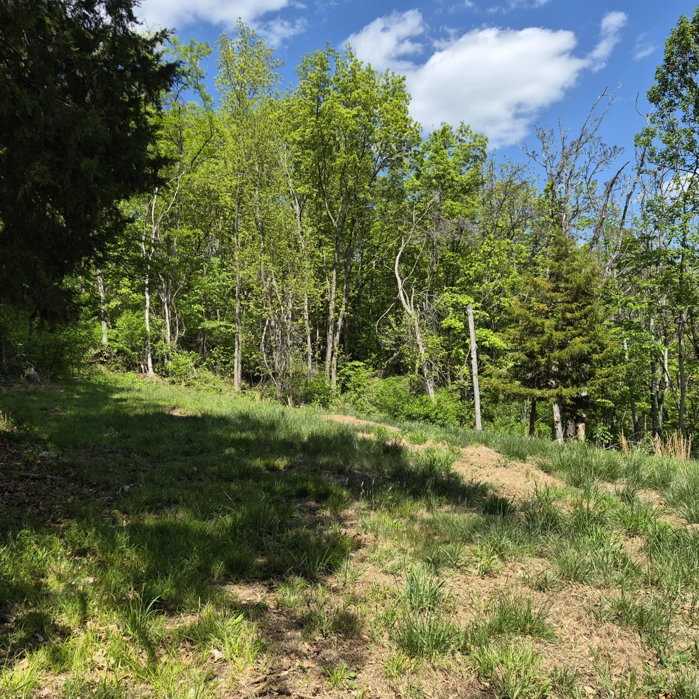 2 acres Coffey Hill Dr - Photo 11