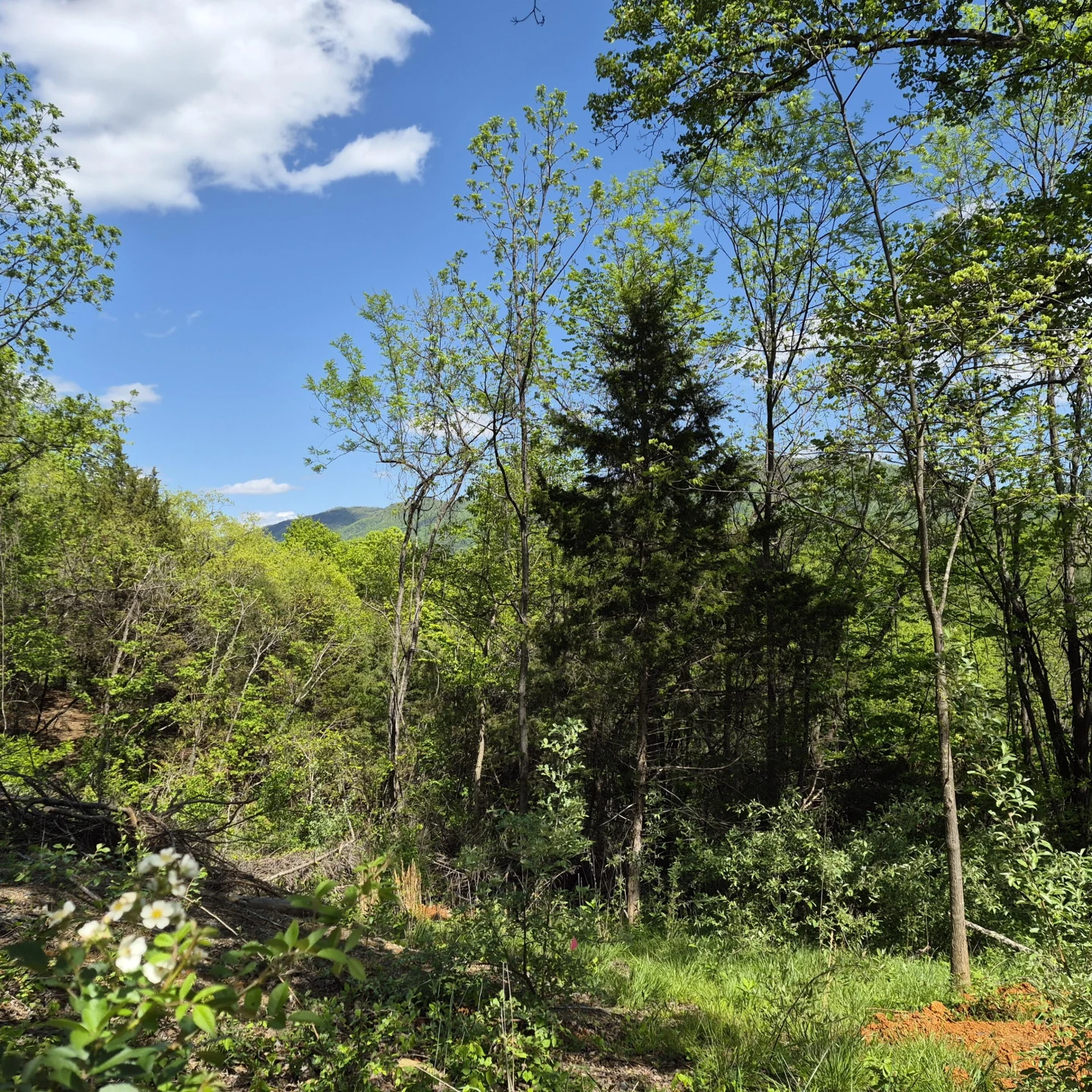 2 acres Coffey Hill Dr - Photo 14